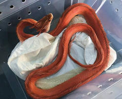 Cornsnake dragon