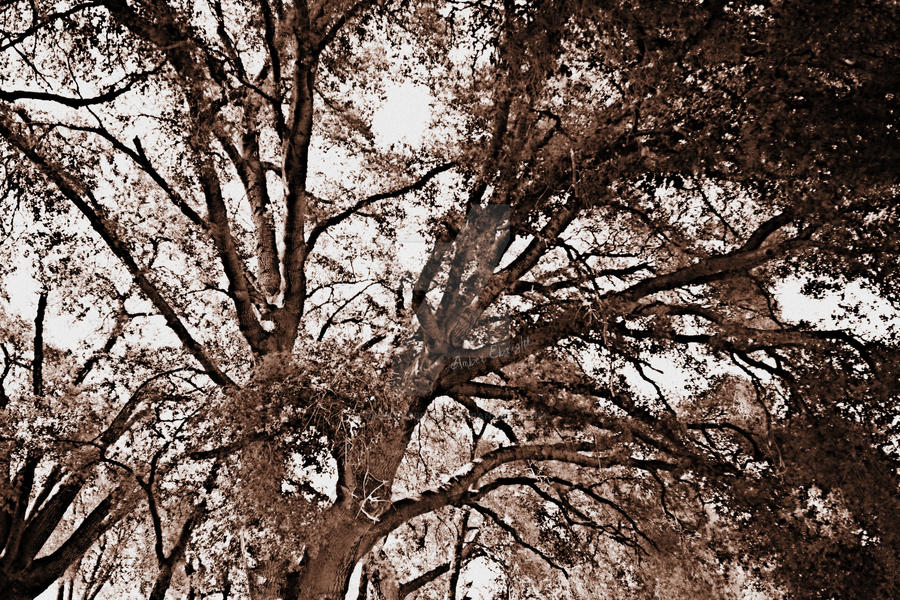 Tree Webs by AmberxEbright on DeviantArt