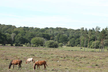 New forest, Dorset