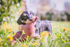 Pelle the Dachshund