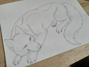 Wolf Sleeping W.i.p.