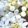 White Lilacs