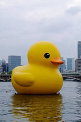 AHH RUBBER DUCK