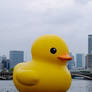 AHH RUBBER DUCK