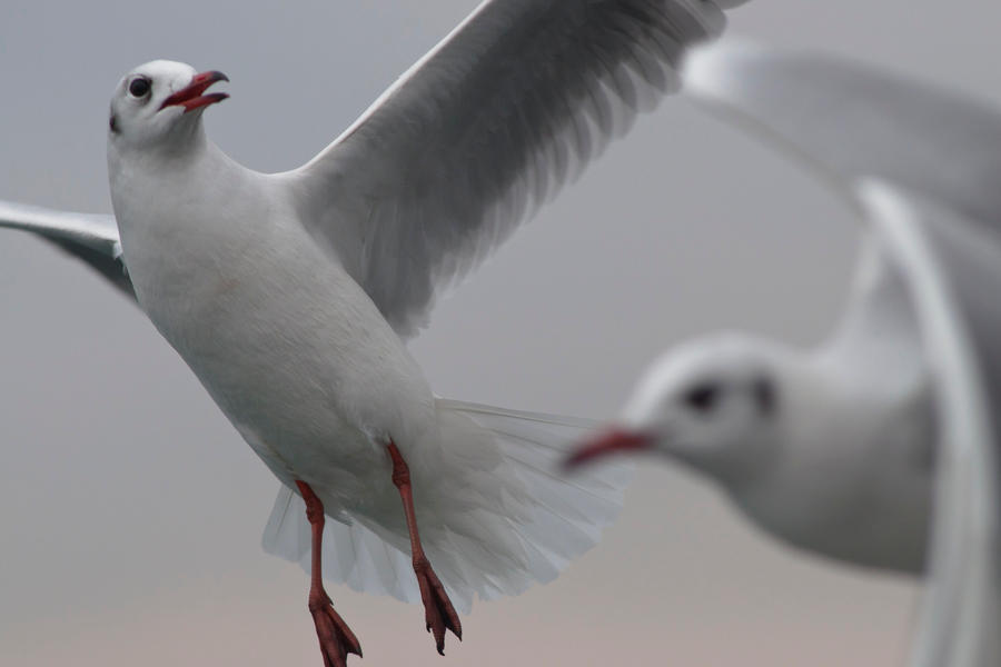 Sea Gulls Dance