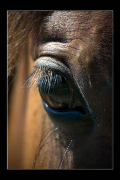 window to a world...