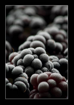 Frosty Blackberries...