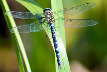 Dragonfly...