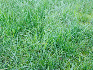 Free Wet Green Grass Photo