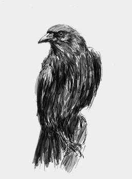 Quick sketch - Raven