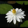 White water lily in the pond