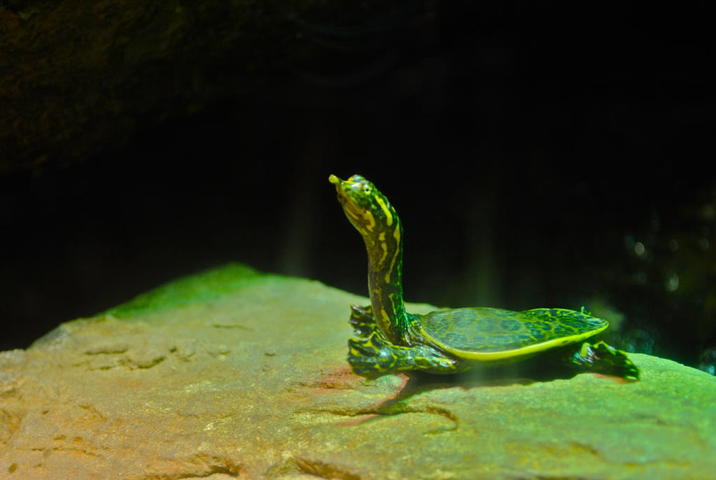Deviantart Softshell Turtle soft shell turtle by througheyesofmadness on DeviantArt