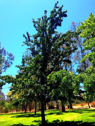 Pointy Tree by ptolemaeusoter on DeviantArt