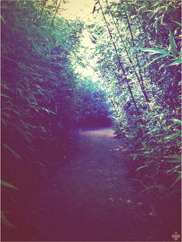 bamboo forest trail