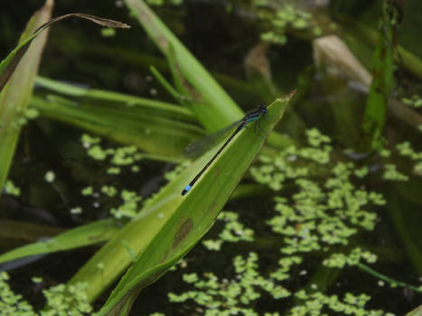 Damselfly