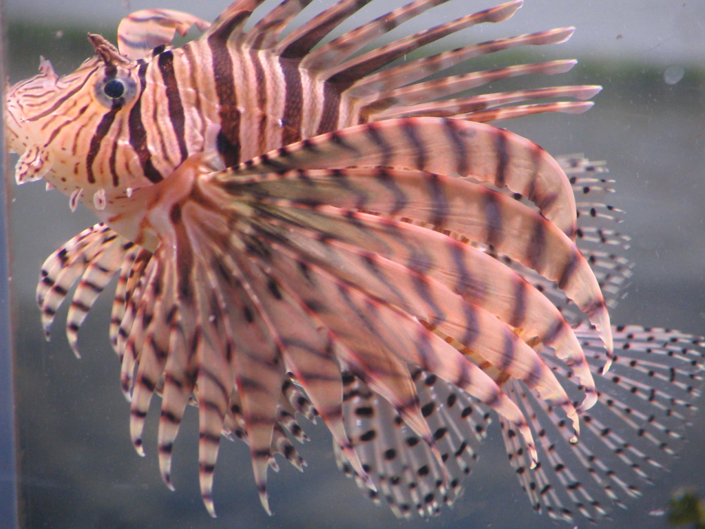 Lionfish