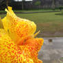 Raindrops on a flower