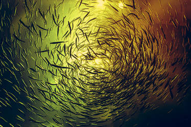 School of Fish