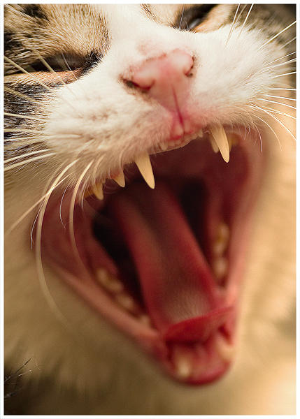 Fangs by Delen on DeviantArt