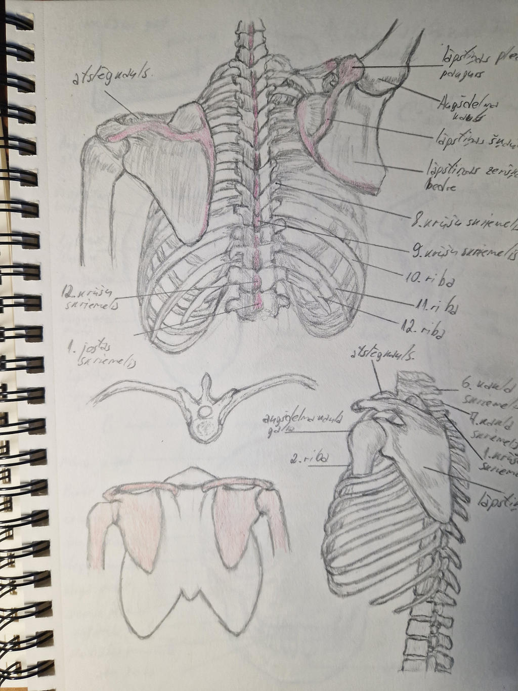 Human anatomy study 16 by Stardustchild01 on DeviantArt