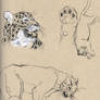 Leopard study