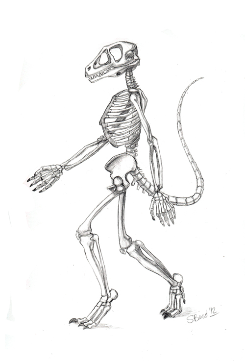 Blue Raptor Skeletal