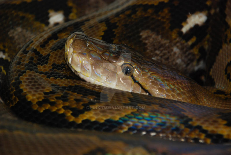 Python Reticulatus Lucy Python Reticulatus by pinkr1 on DeviantArt
