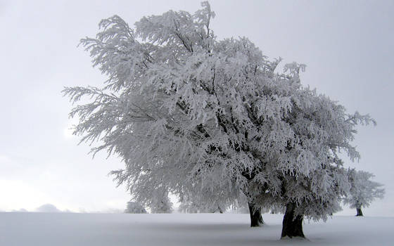 Winter Black Forest Germany