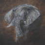 elephant now