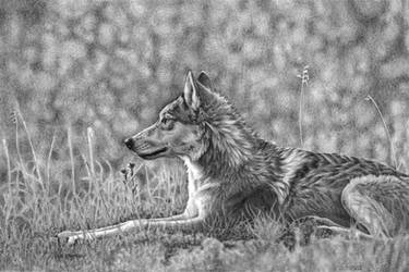Wolf (pencil) by NillaMustikka