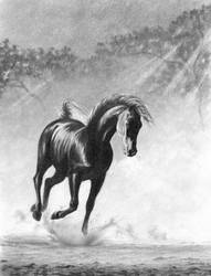 Black Arabian Horse