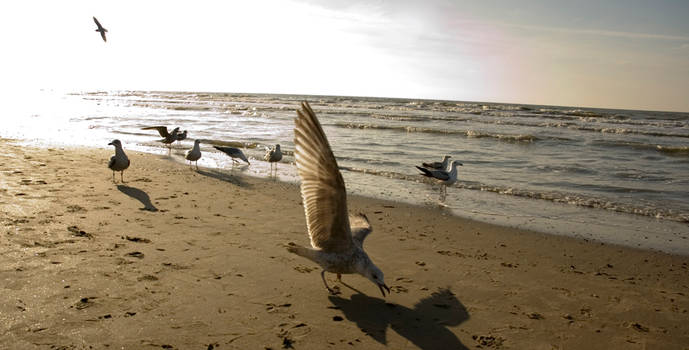 gulls