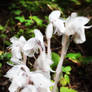 Ghost Plant