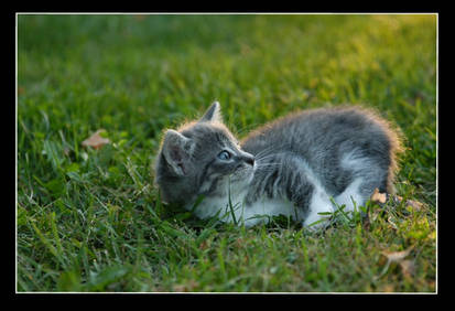 Grey Kitten