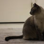 Siamese 002