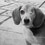 One Eyed Beagle BnW