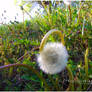 Seeded Dandelion Curled