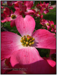 Pink Dogwood.