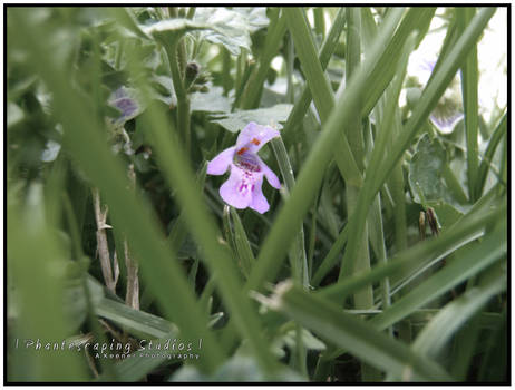 Peeking Violet