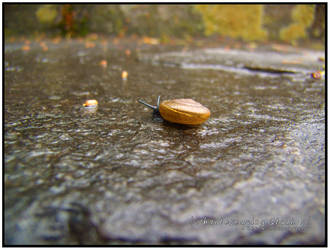 Rainy Day Snail