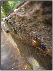 Peeking at Snails