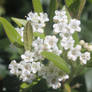 Little White Flowers