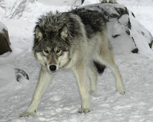 Timber wolf