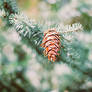 Pine Cone