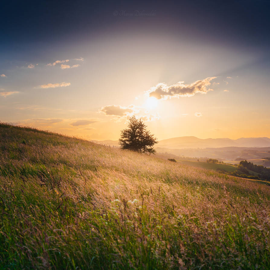 The Tree Looking at the Sun