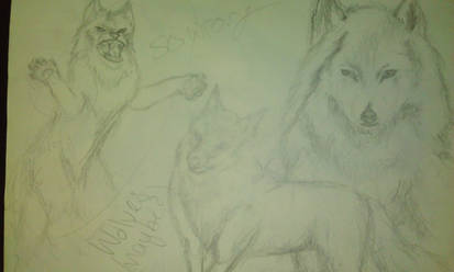 experimenting with wolves