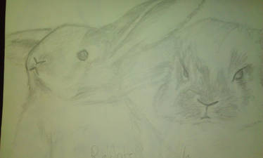 Rabbits