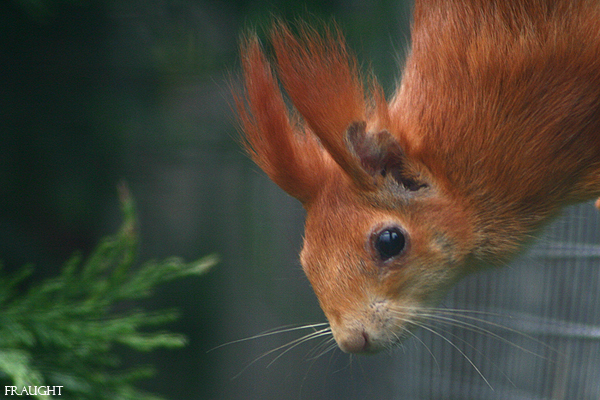 Red Squirrel