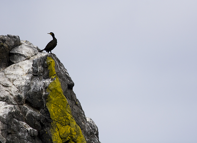 Shag on a Rock