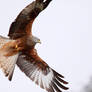 Red Kite XI